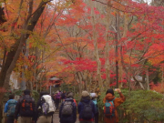 400本のカエデが見事に色づく神峯山寺
